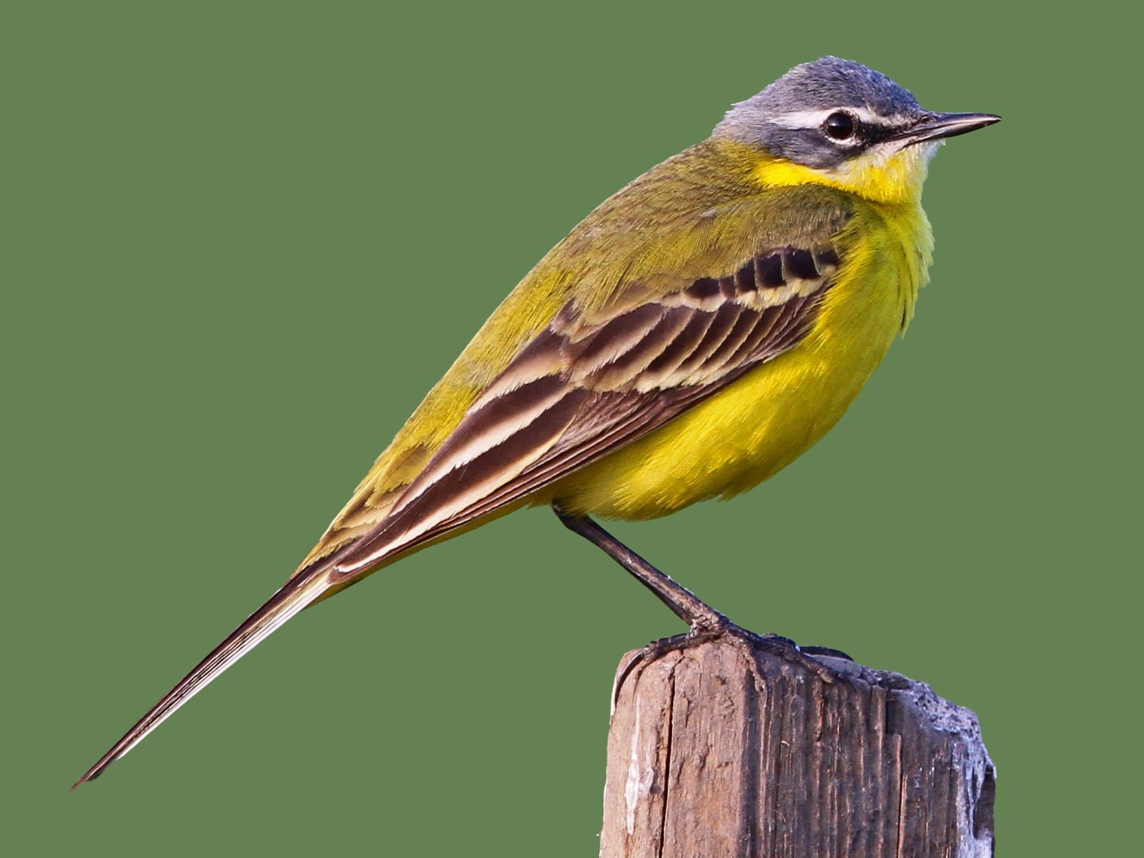 Western Yellow Wagtail